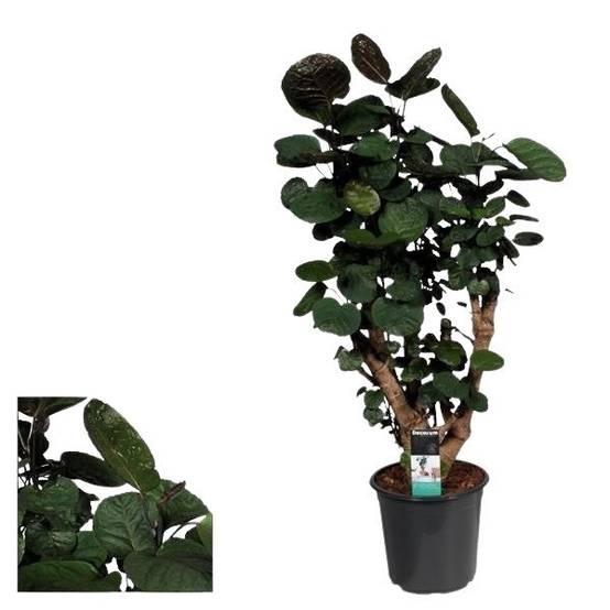 La Green Touch - Polyscias Fabian - Aralia - H 95 cm, pot Ø21 cm - Image 2