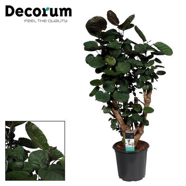 La Green Touch - Polyscias Fabian - Aralia - H 95 cm, pot Ø21 cm - Image 1