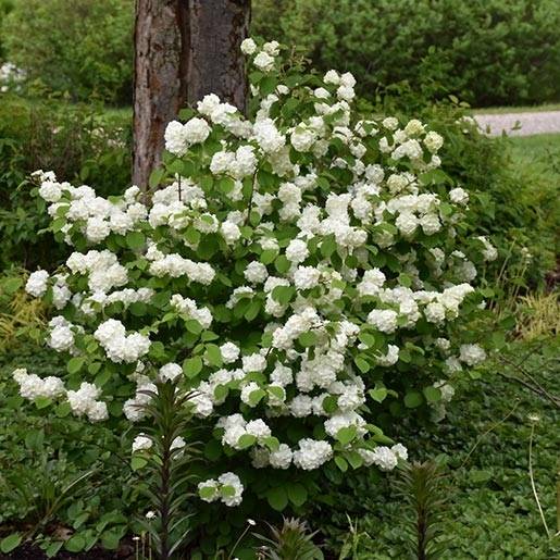 Viorne - Viburnum plicatum Opening Day Pot de 3L/4L - Image 1