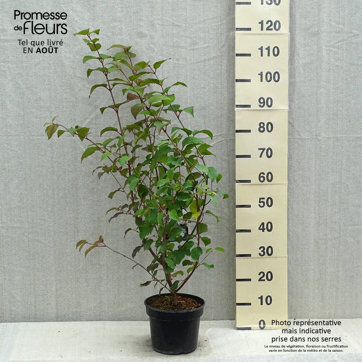 Viorne - Viburnum plicatum Opening Day Pot de 3L/4L - Image 2