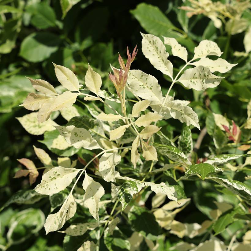 Fraxinus americana Hunky Punk - Frêne d'Amérique panaché Pot de 7,5L/10L
