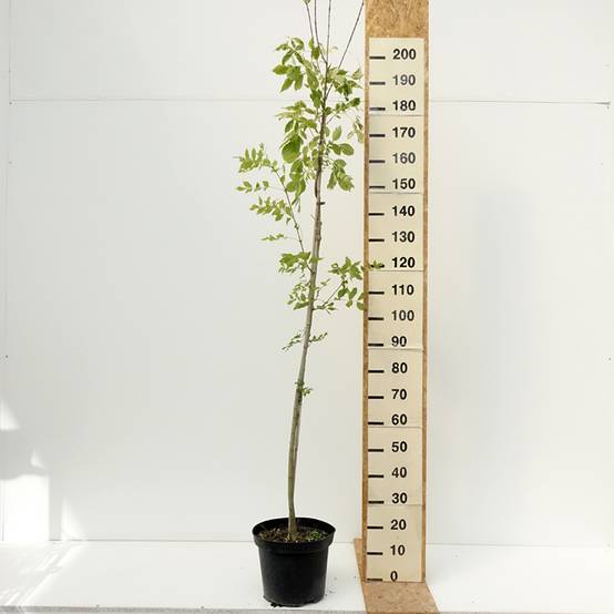 Fraxinus americana Hunky Punk - Frêne d'Amérique panaché Pot de 7,5L/10L - Image 2
