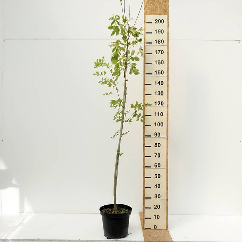 Fraxinus americana Hunky Punk - Frêne d'Amérique panaché Pot de 7,5L/10L - Image 2