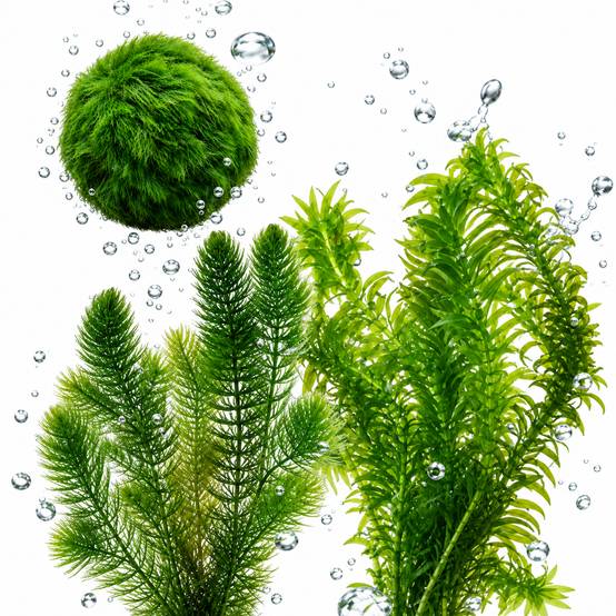 Kit plantes oxygénantes bassin 500-1.250 L - contre algues et eau verte - Image 1