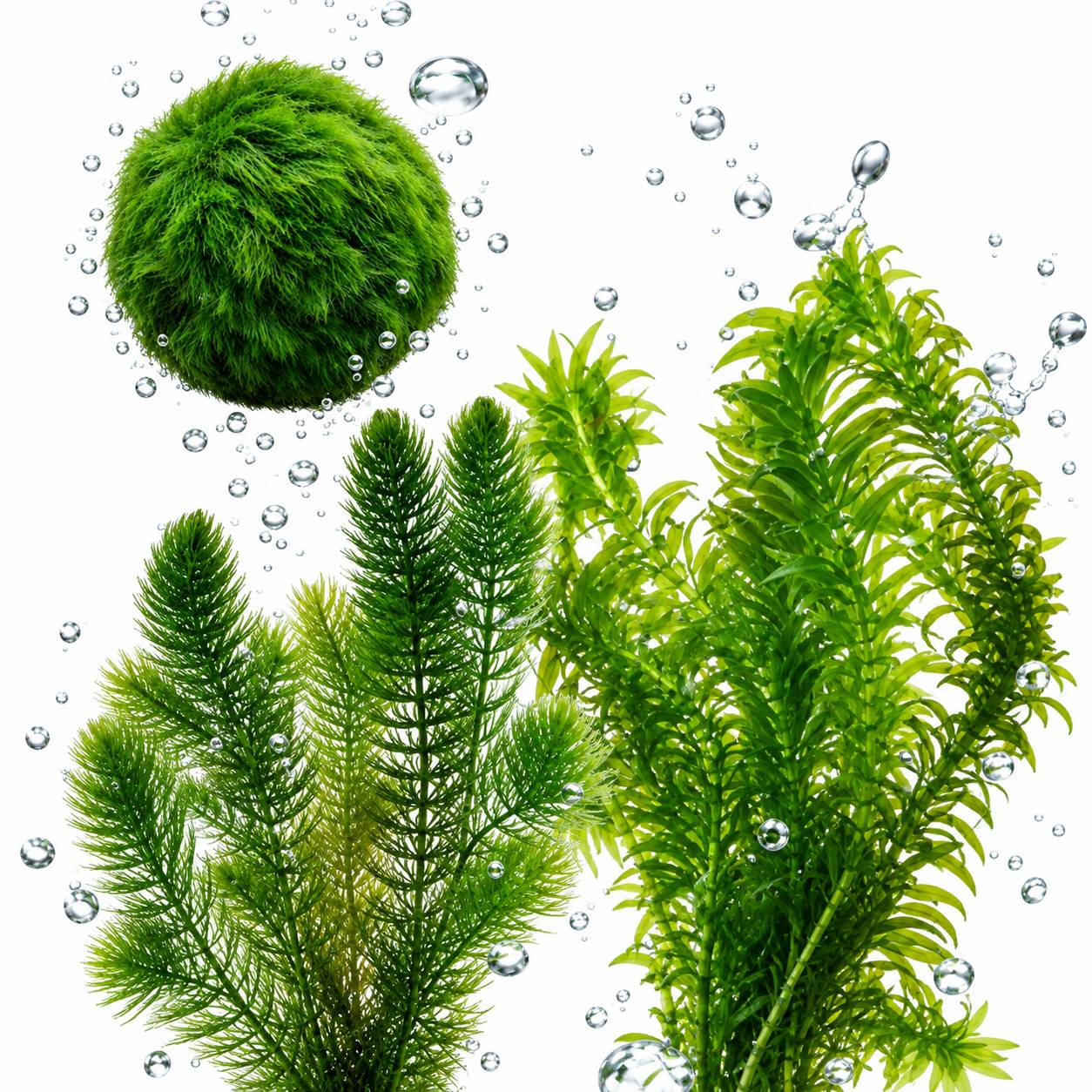 Kit plantes oxygénantes bassin 500-1.250 L - contre algues et eau verte - Image 1