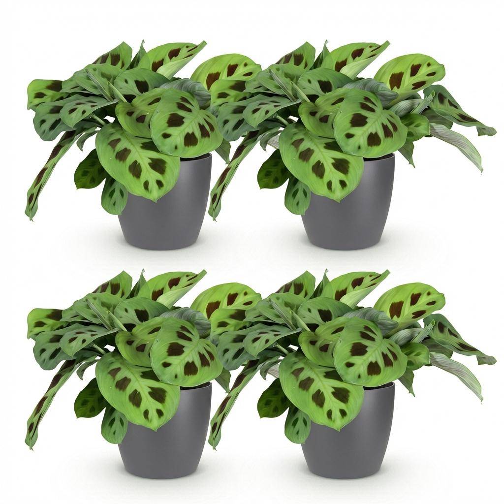 Maranta Fascinator Kerchoveana - Pet-friendly - Pot de 12cm - Hauteur 25cm - 4 plantes - Gris - Plantes d'intérieur - Image 2