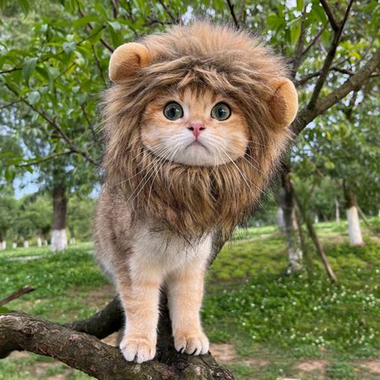 IntiMeg - Chapeau de chat mignon Lion IntiMeg - Image 4