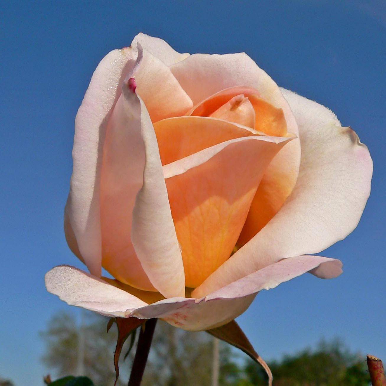 Promesse de Fleurs - Rosier à grandes fleurs Michele Meilland Racines nues en motte