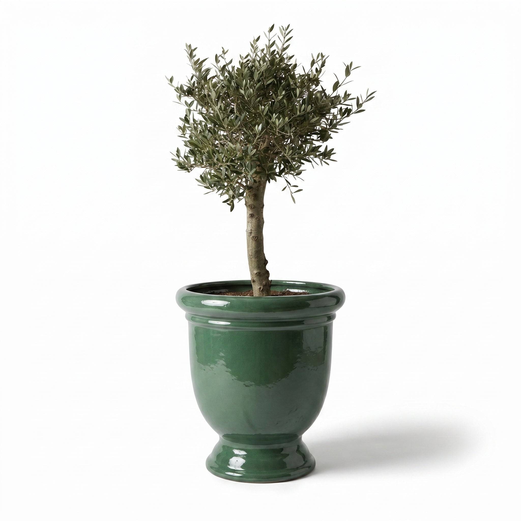 Lot olivier + pot TITAN 72x75cm jade, fait main en terre cuite émaillée - Image 1
