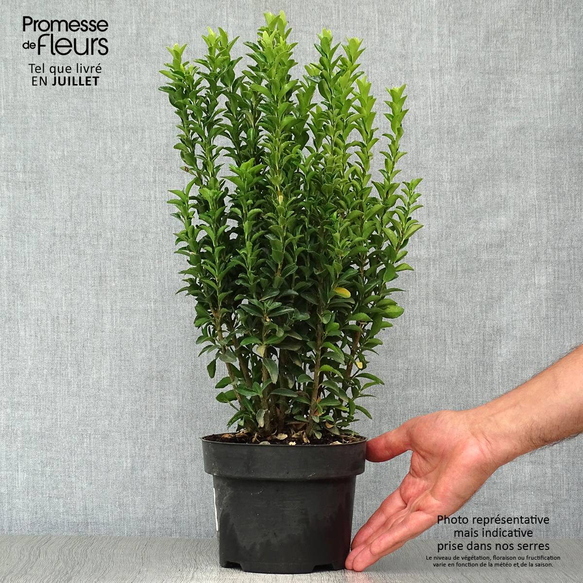Euonymus japonicus Jean Hugues - Fusain du Japon Pot de 2L/3L - Image 2