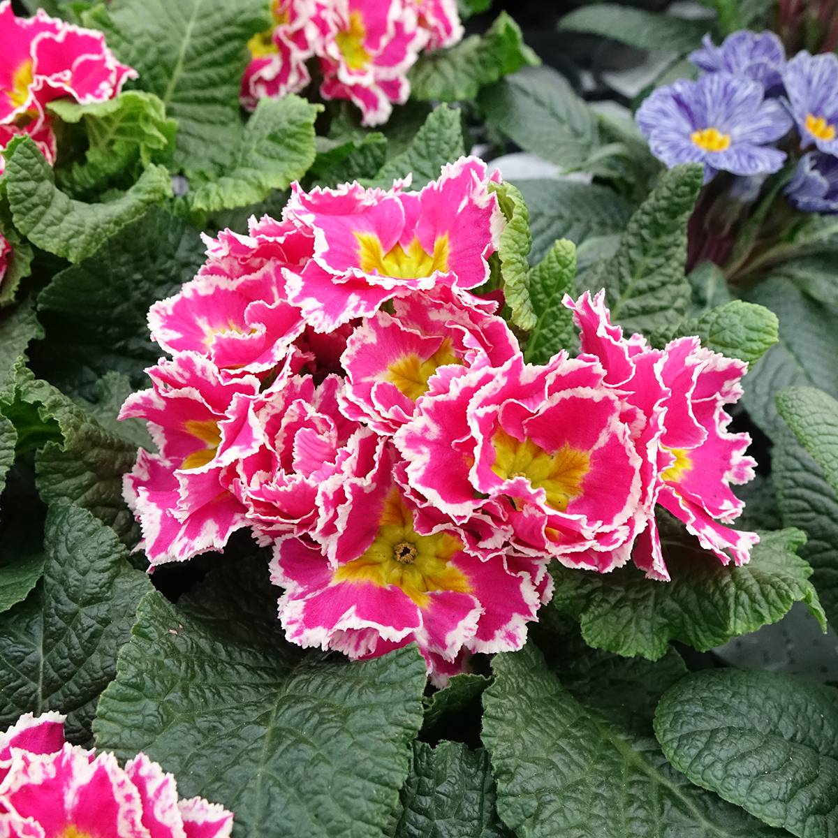Promesse de Fleurs - Primevère Sweetie - Primula acaulis Mini-motte Ø 1,5/2,5 cm (par 5)