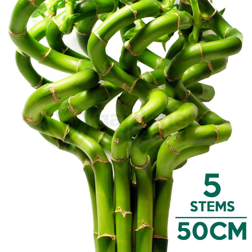 Gardenersdream - Lucky Bambou 40 Cm - 5 Tiges Spiralées - Plante D'Intérieur En Pot Rebord De Fenêtre - GardenersDream