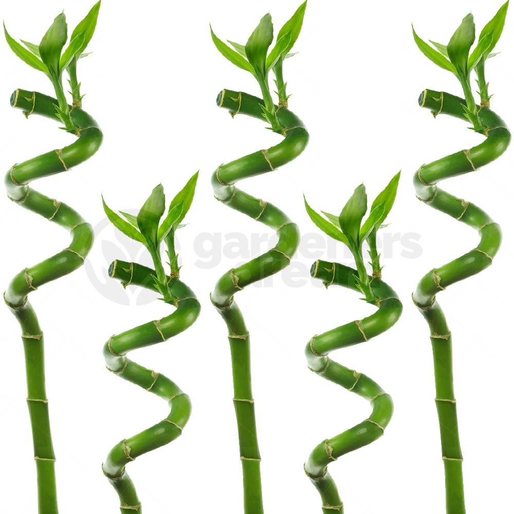 Gardenersdream - Lucky Bambou 40 Cm - 5 Tiges Spiralées - Plante D'Intérieur En Pot Rebord De Fenêtre - GardenersDream - Image 2