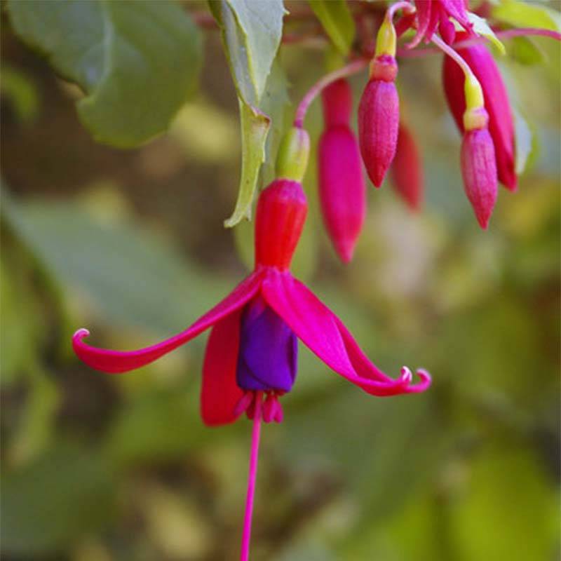Promesse de Fleurs - Fuchsia Genii  Pot de 2L/3L