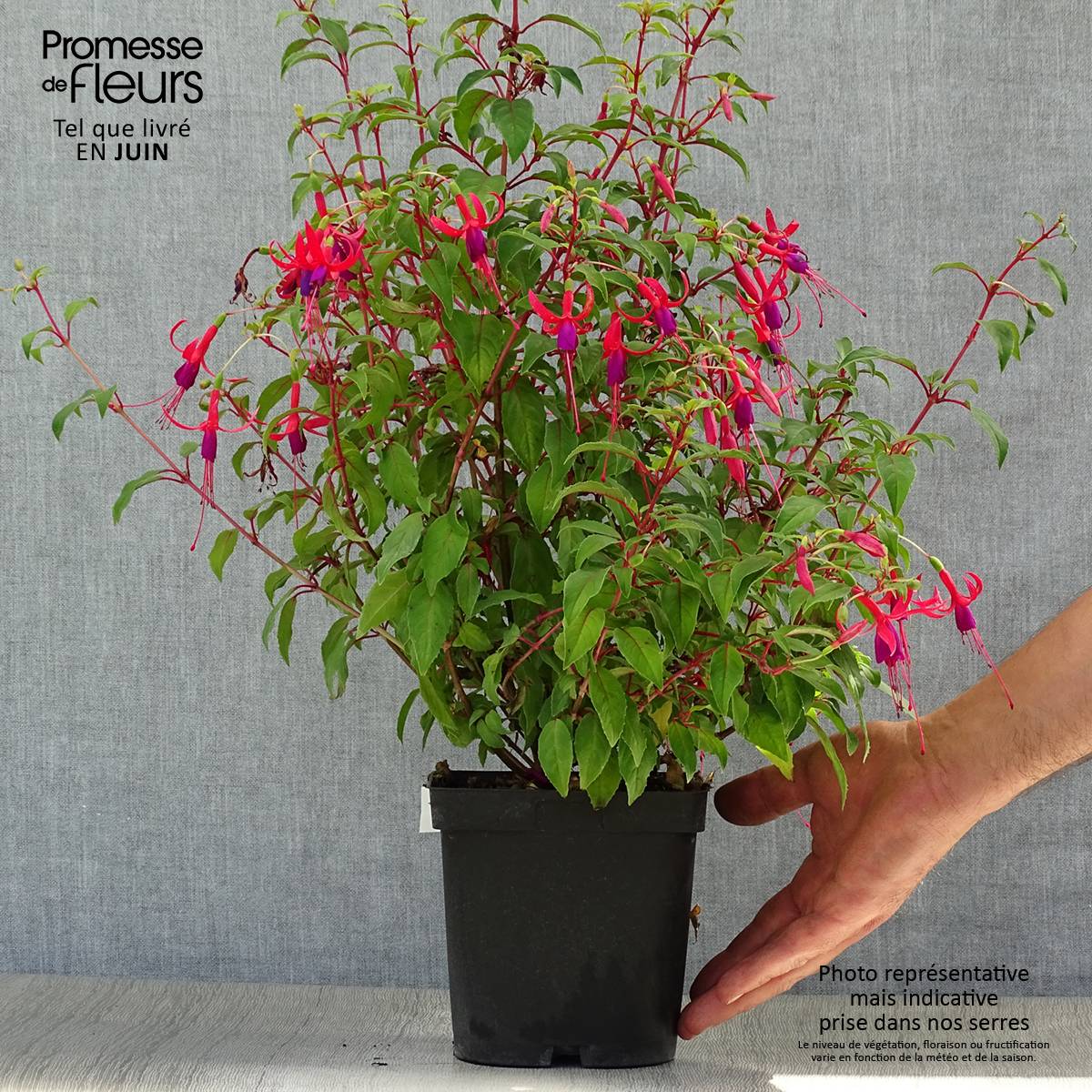 Fuchsia Genii  Pot de 2L/3L - Image 2