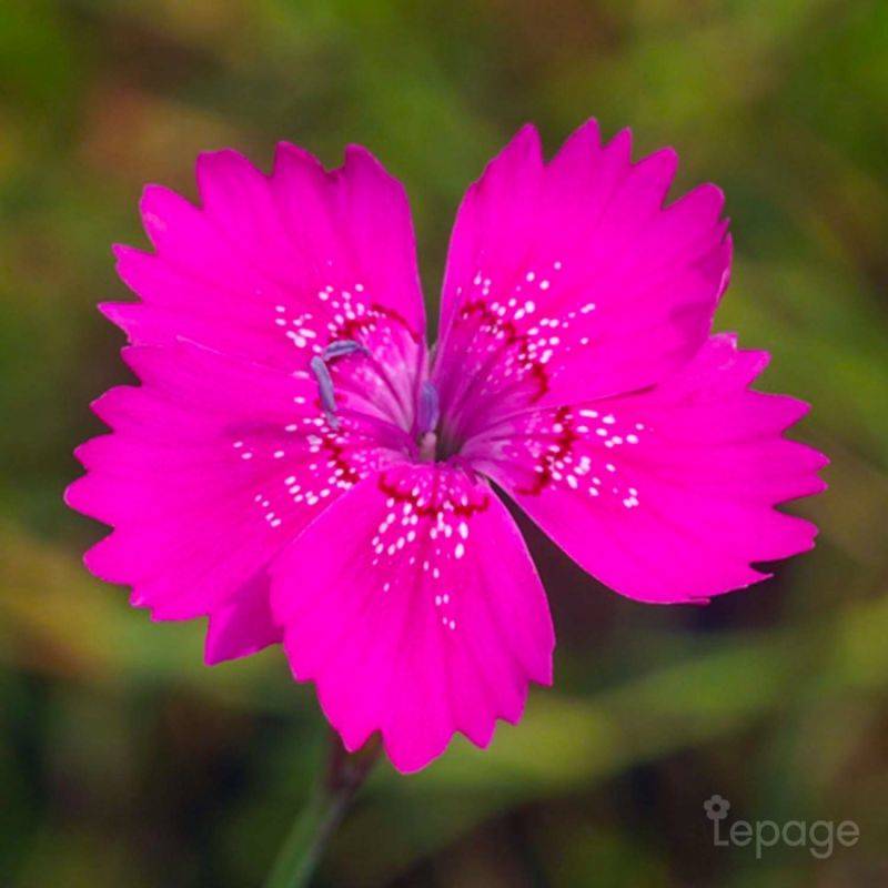 3 Oeillets à Delta 'Rosea' (Dianthus Deltoides 'Rosea') - Lot de 3 vivaces - Pépinières Naudet - Image 1