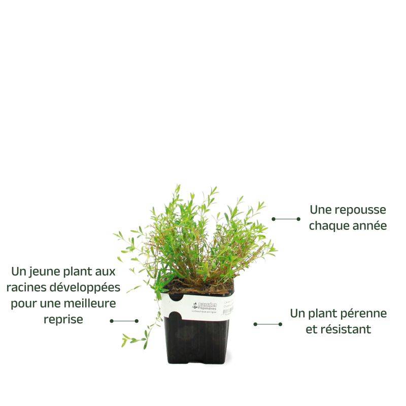 3 Oeillets à Delta 'Rosea' (Dianthus Deltoides 'Rosea') - Lot de 3 vivaces - Pépinières Naudet - Image 3