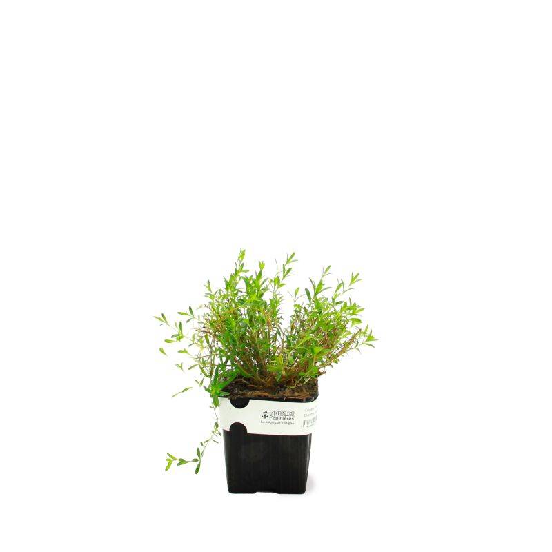 3 Oeillets à Delta 'Rosea' (Dianthus Deltoides 'Rosea') - Lot de 3 vivaces - Pépinières Naudet - Image 2