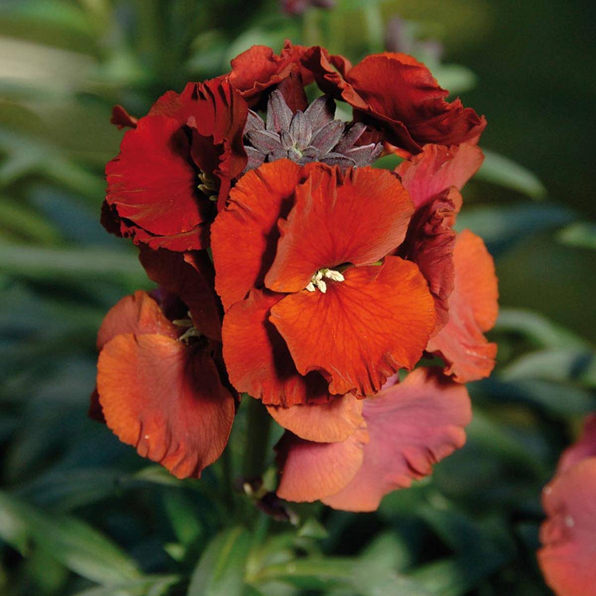 Promesse de Fleurs - Giroflée vivace - Erysimum Winter Passion Mini-motte Ø 3/4 cm, Plant vert de 3 à 5 cm de haut environ (par 3)