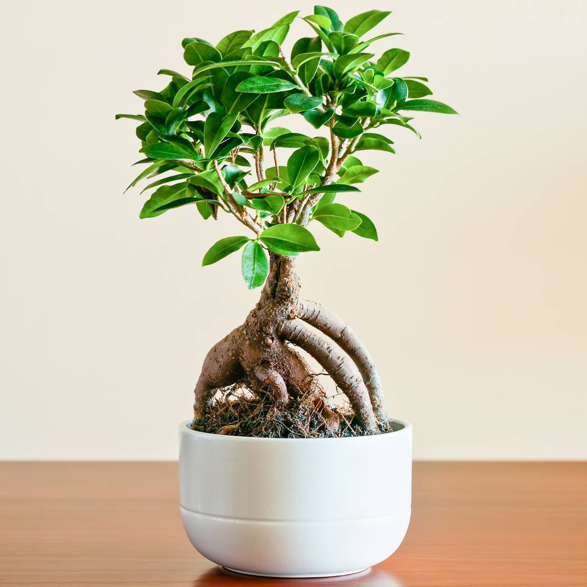Gardenersdream - Cadeau Idéal Plante Pour La Maison Ou Le Bureau – Ficus Ginseng Bonsaï D’Intérieur Décoratif - GardenersDream - Image 1