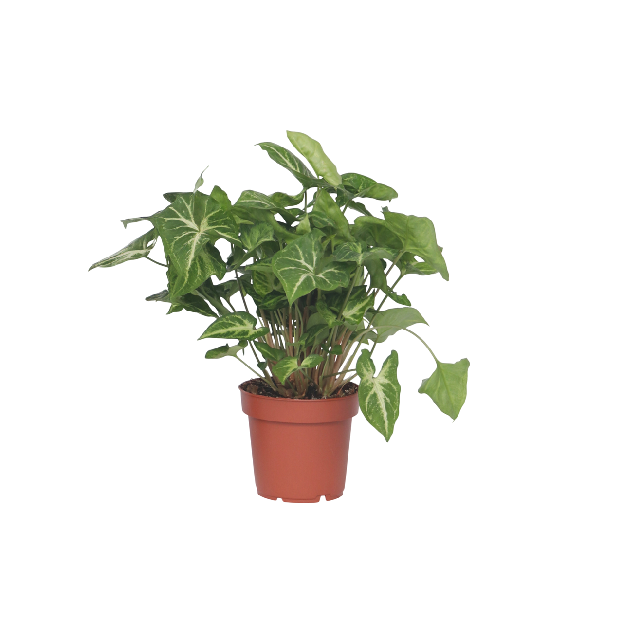 Patte-d'oie X1 - Plant In A Box - Syngonium 'pixie' - Hauteur 25-40cm