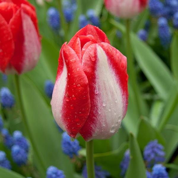 Promesse de Fleurs - Tulipe Triomphe Garden Party Bulbe calibre 11+ (par 10)