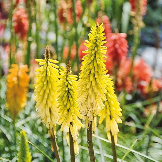 Promesse de Fleurs - Tritoma - Kniphofia Lemon Popsicle Godet de 8/9 cm