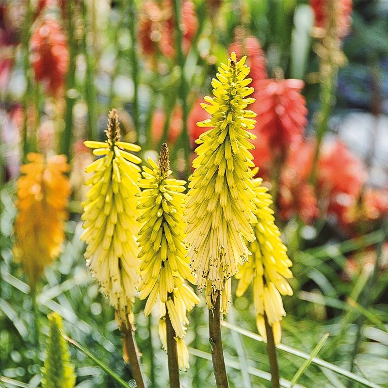 Promesse de Fleurs - Tritoma - Kniphofia Lemon Popsicle Godet de 8/9 cm