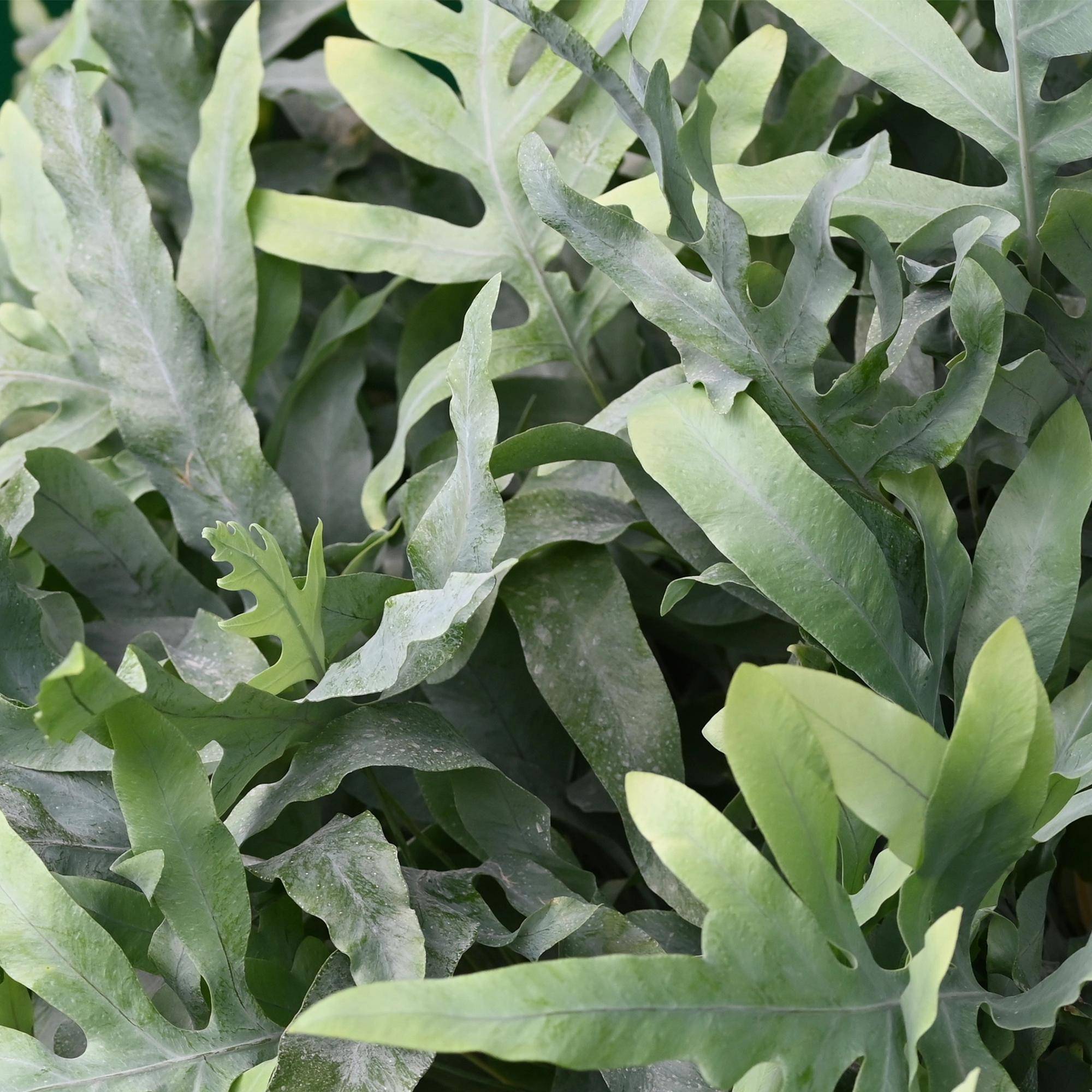 Phlebodium Aureum Bleu Star - H30cm - Image 5