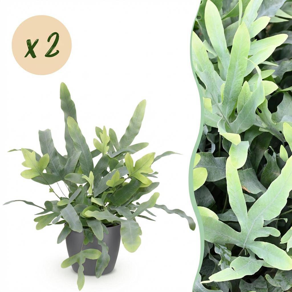 Phlebodium Aureum Bleu Star - H30cm - Image 2