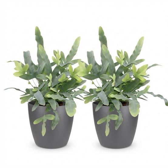 Phlebodium Aureum Bleu Star - H30cm - Image 4