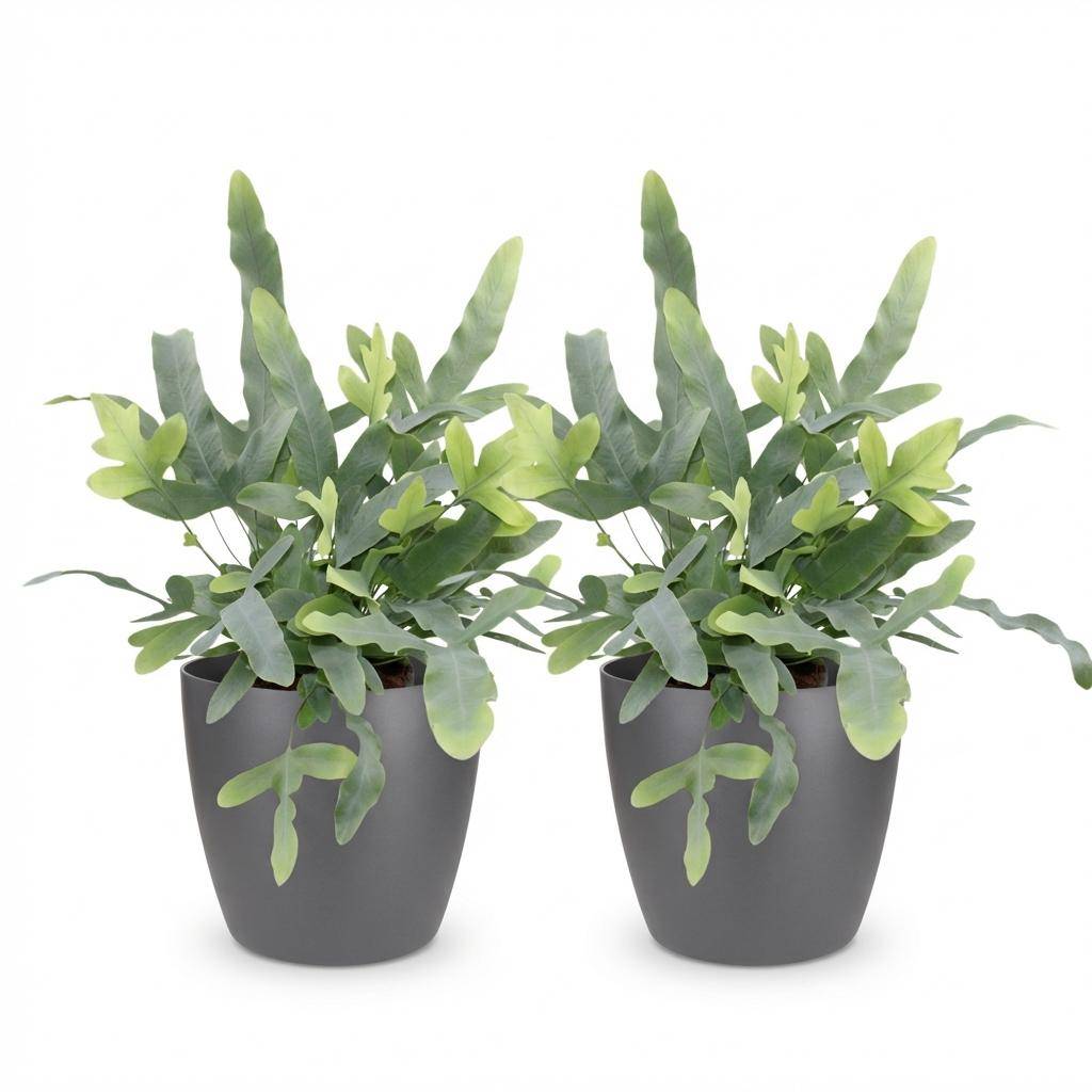 Phlebodium Aureum Bleu Star - H30cm - Image 4