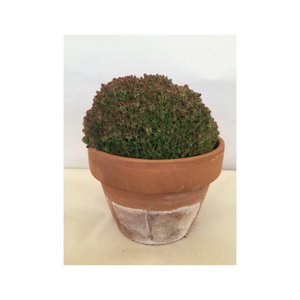 Promesse de Fleurs - Euphorbia submammillaris Pot de 12 cm / 13 cm