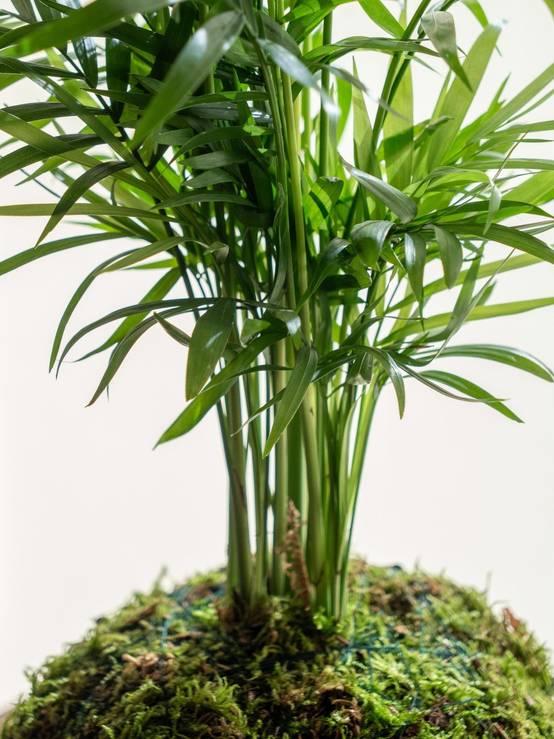 Kokedama - Chamaedorea- La Green Touch - Image 3