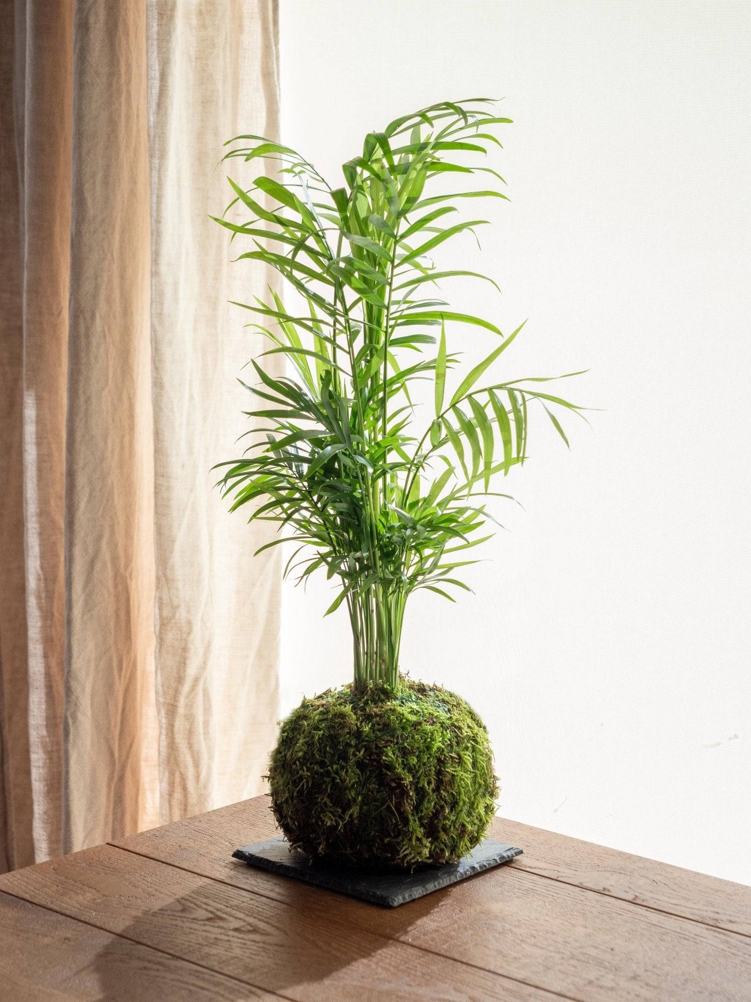 Kokedama - Chamaedorea- La Green Touch - Image 1