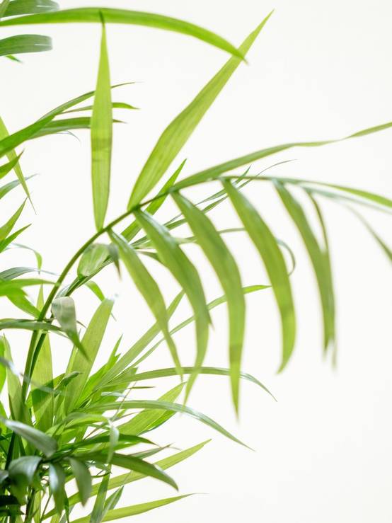Kokedama - Chamaedorea- La Green Touch - Image 2