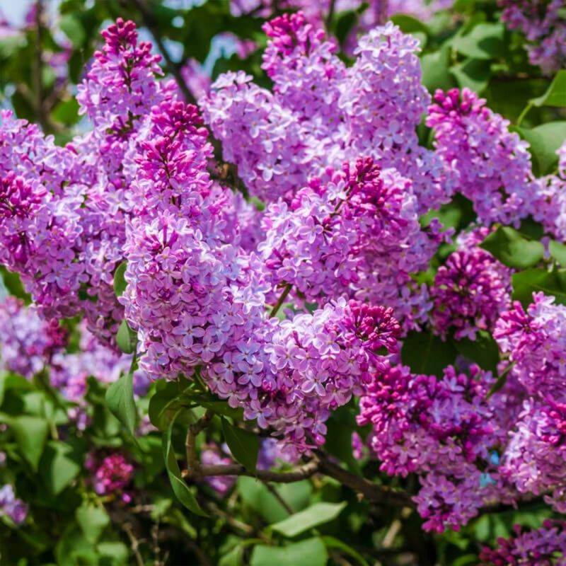 Lilas Commun 'Michel Buchner' (Syringa Vulgaris) - Godet - Taille 13/25cm - Pépinières Naudet - Image 1