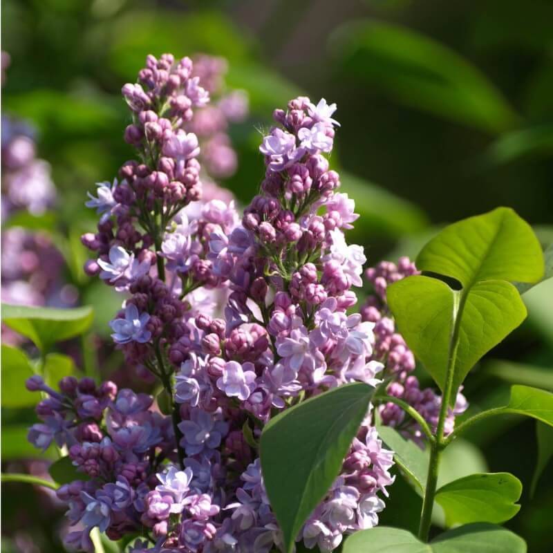 Lilas Commun 'Michel Buchner' (Syringa Vulgaris) - Godet - Taille 13/25cm - Pépinières Naudet - Image 4