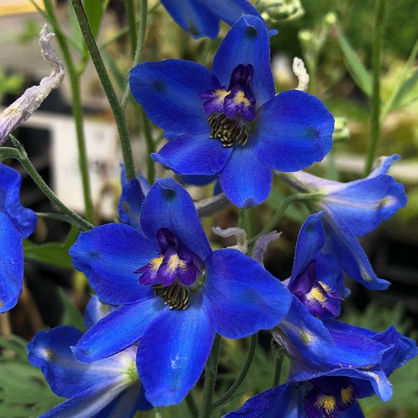 Delphinium belladonna Völkerfrieden - Pied d'Alouette vivace Godet de 8/9 cm