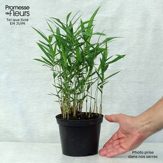 Pleioblastus argenteostriatus f. pumilus - Bambou nain Pot de 1L/1,5L - Image 2