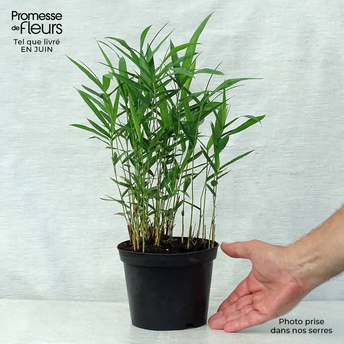 Pleioblastus argenteostriatus f. pumilus - Bambou nain Pot de 1L/1,5L - Image 2