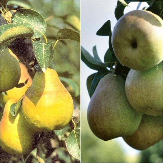 Duo pollinisateur de poiriers en demi tige - Collection de 2 plantes