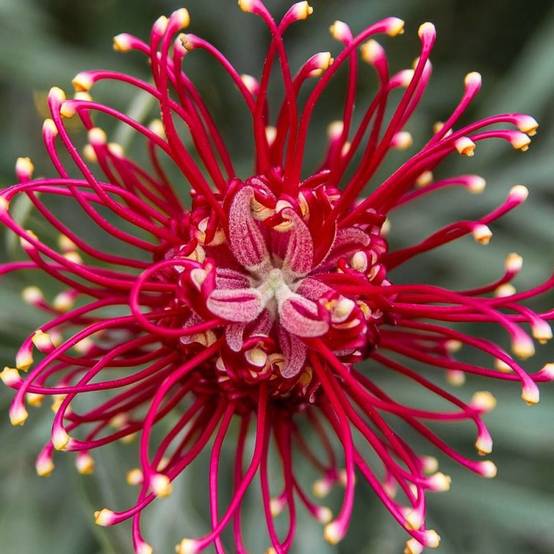 Grévilléa à feuilles de genévrier, Grevillea à fleurs Rose - feuillage Persistant - Pot de 7,5L - 40/60 cm- hauteur à maturité De 0,50 m à 1,00 m - Image 1