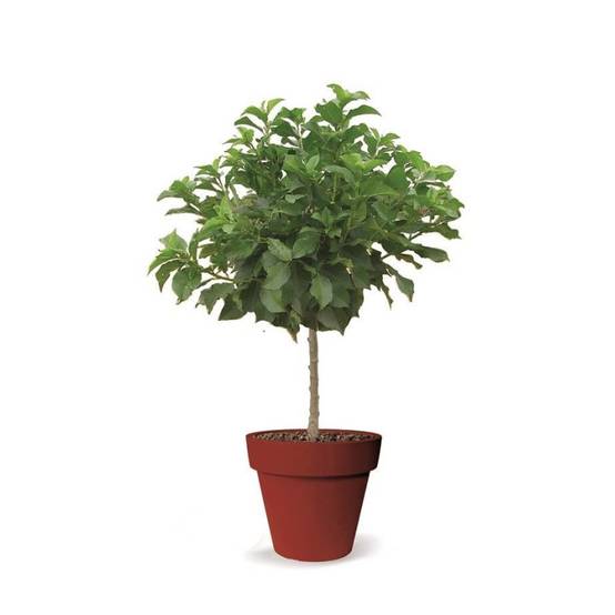 Cerisier nain Chérie Cherry - Nains de jardins® - Bon rendement - Pot de 4.5L - 30/60 cm - De 1,50 m à 2,00 m - Image 9