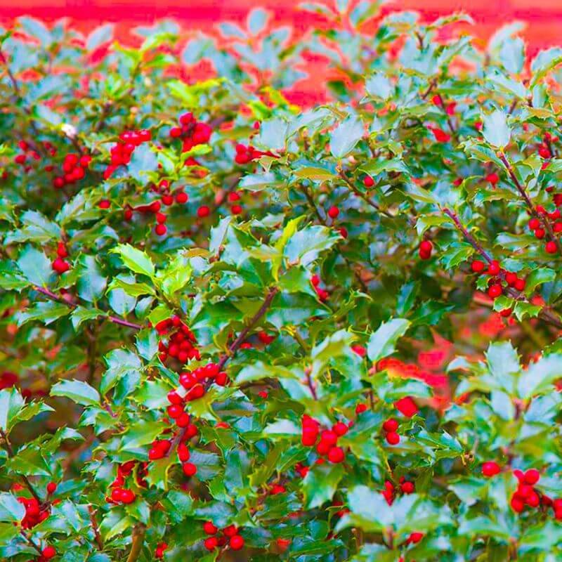 20 Haie Houx (Ilex Aquifolium) - Haie de Houx - 20 jeunes plants : taille 13/25cm - Pépinières Naudet - Image 2