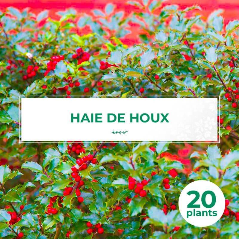 20 Haie Houx (Ilex Aquifolium) - Haie de Houx - 20 jeunes plants : taille 13/25cm - Pépinières Naudet - Image 1
