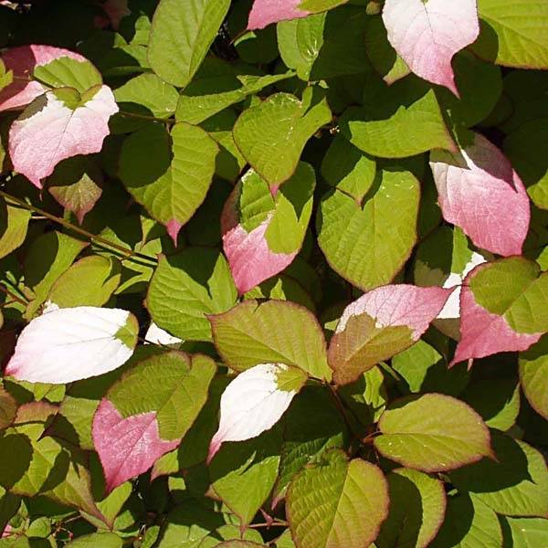 Actinidia kolomikta - Kiwi d'ornement Godet de 8/9 cm