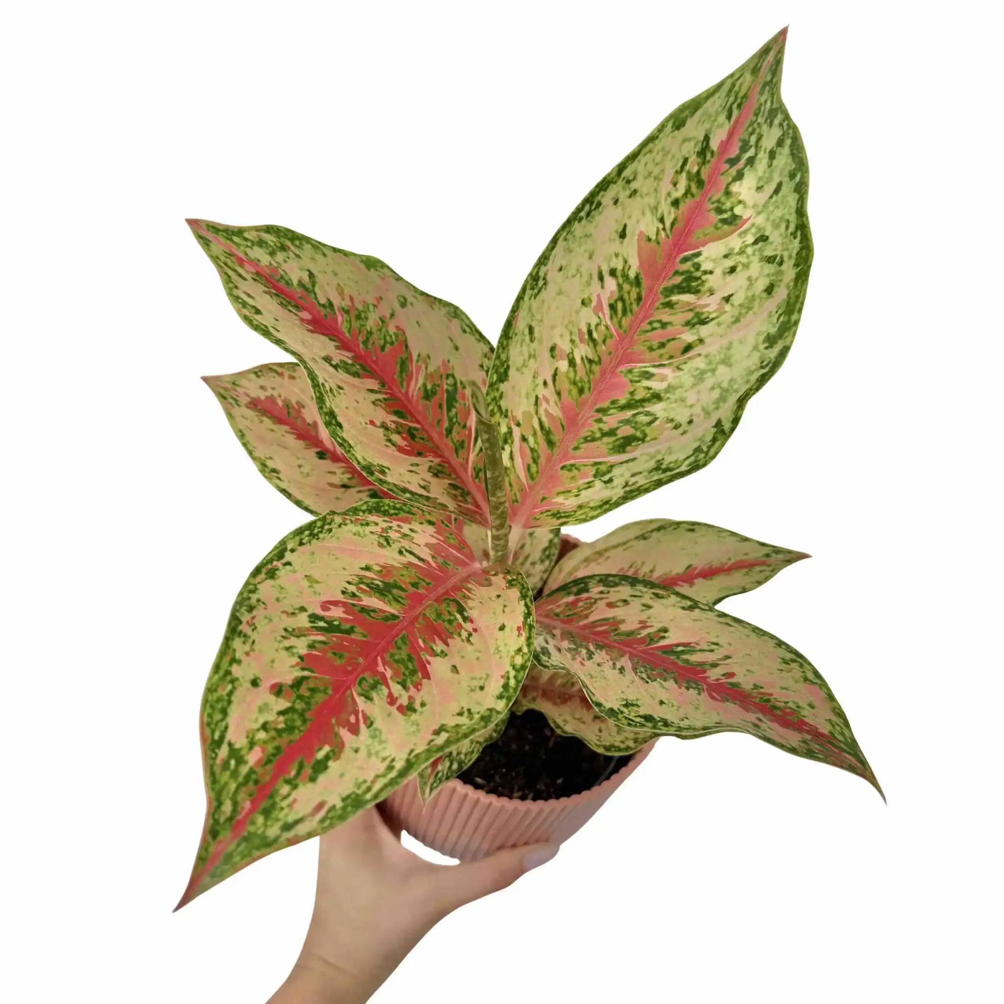 Aglaonema Painted Celebration - Pot de 12cm - Plantes d'intérieur