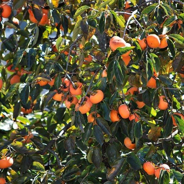 Promesse de Fleurs - Diospyros kaki Fuyu - Plaqueminier - Kaki pomme Pot de 12L/15L, Demi-Tige