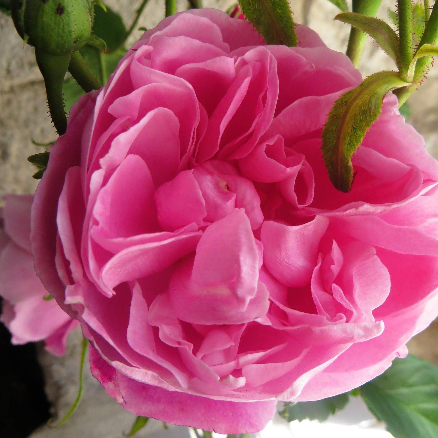 Promesse de Fleurs - Rosier ancien Fantin Latour Pot de 4L/5L